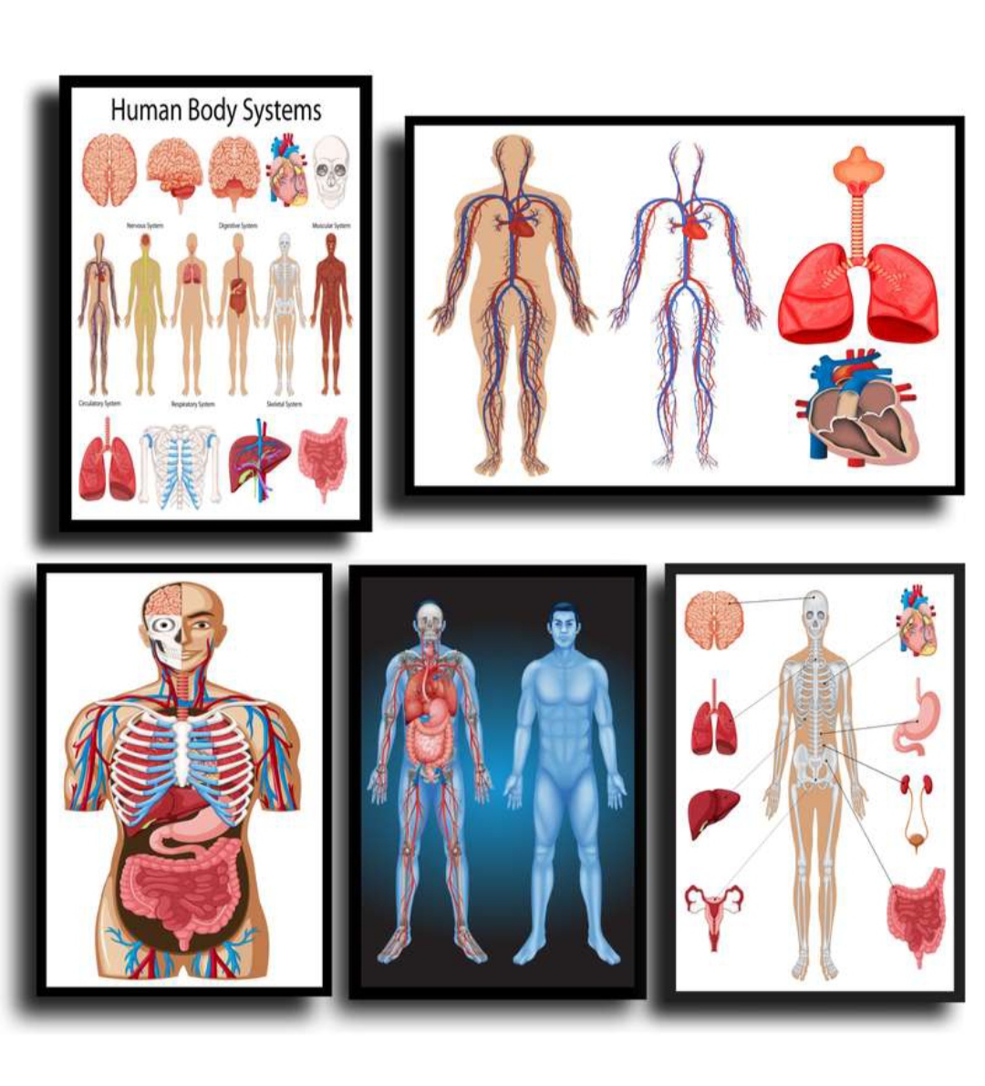 تابلو پزشکی آناتومی بدن